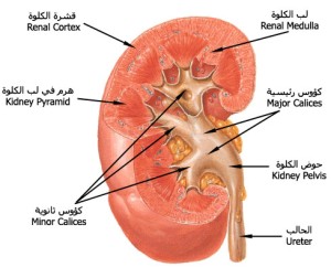 البرونزية